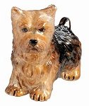 Norwich Terrier
